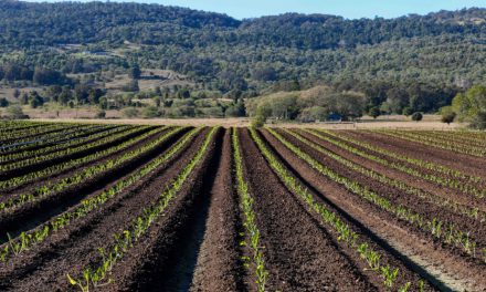 USA Creates transitional program for organic products