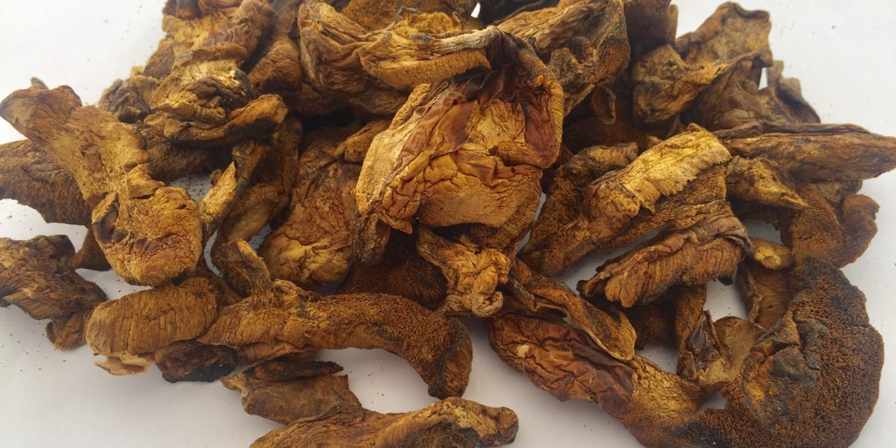 Dried Mushrooms Suillus Luteus